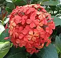 Ixora coccinea