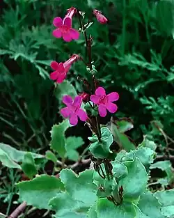 Flowers of Penstemon stephensii