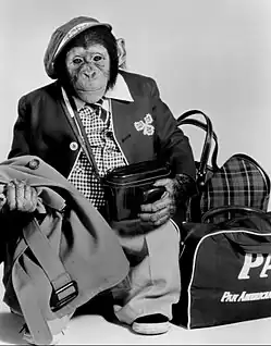 A black and white photograph of a chimpanzee wearing a hat, a button-up shirt, a tie, a jacket, pants, and shoes while holding a container with a strap over his shoulder.
