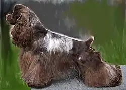 A yellow-colored dog turns sightly towards the camera while standing on a table at a grooming salon.