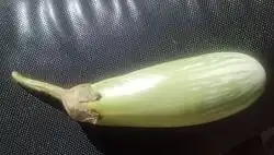 Close-up of Jalgaon Bharit Brinjal from Amalner Tehsil of Jalgaon