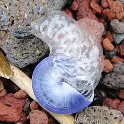 A Janthina janthina snail (with bubble float) cast up onto a beach in Maui