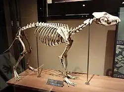 Honshu wolf (Japanese wolf)