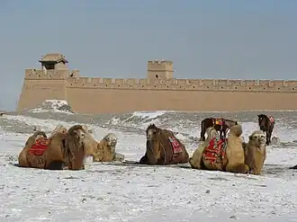 Camels, horses and the Great Wall