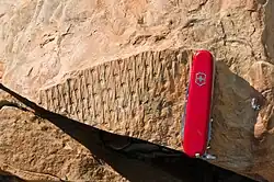 Lepidodendron bark from Joggins, Nova Scotia, Canada