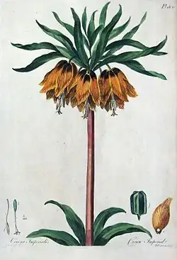 Illustration in John Edwards, The British Herbal, 1769