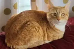 An orange tabby cat with light green eyes and white fur on its neck sits on a red woven surface. Its body faces to the right and slightly away from the viewer, and its head is turned toward the camera. Gold-polka dotted white curtains mostly cover a window behind the animal.