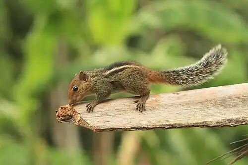 Brown squirrel
