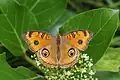 Junonia almana on Angiosperm