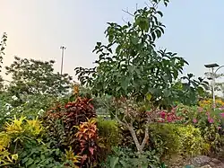 Kadri Park in Mangaluru - 3