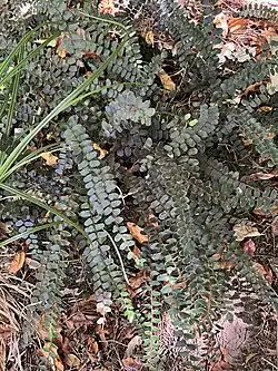 Pellaea rotundifolia