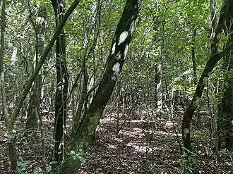 Tītoki (Alectryon excelsus) forest