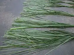Karagumoy leaves laid out on a road