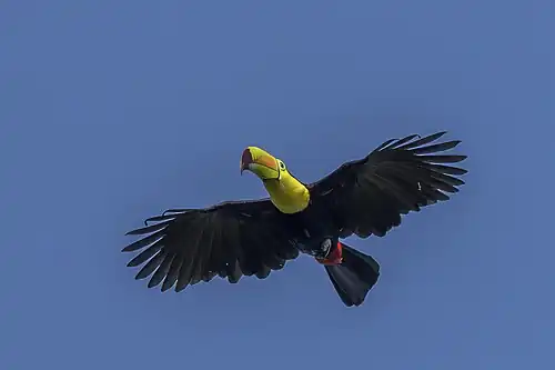 R. s. sulfuratus in flight, Peten, Guatemala