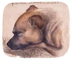 The dog's head is resting on his paws.