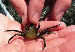 Male northern kelp crab