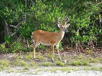Image 25Key deer in the lower Florida Keys (from Geography of Florida)