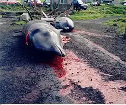 Image 16Killed pilot whales (from Culture of the Faroe Islands)