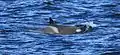 Killer whale swimming