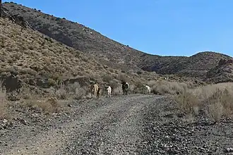 Cattle on a mining road in southern California.