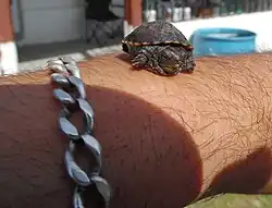 Hatchling, Chihuahua