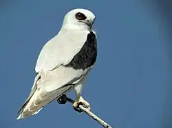 a grey-white bird of prey perched against a blue sky background