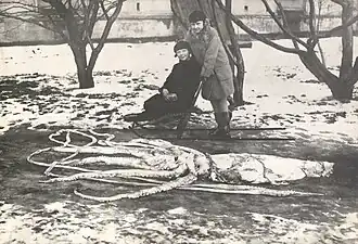 #101 (4/3/1928) Specimen found washed ashore in Ranheim, Norway, measuring around 7.9 m in total length