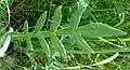 basal leaf - note that in this species it is lobed, whereas Devils Bit scabious it is not