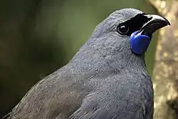 North Island kōkako, Callaeas wilsoni