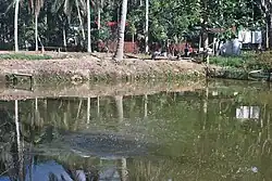 Fishing pool at Purwajaya