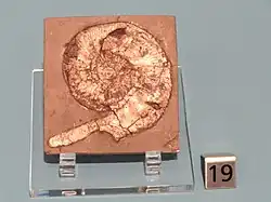 Kosmoceras cromptoni