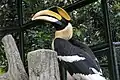 Great hornbill
