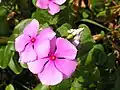 Rosy periwinkle (Catharanthus roseus; kumintang in Visayan)