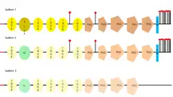 L1CAM different isoforms (1, 2 and 3)