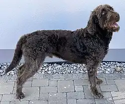 A standard brown Labradoodle facing perpendicular to the camera with an open mouth