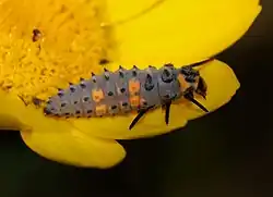 Larva