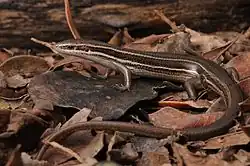 Paraguay mabuya (Aspronema dorsivittatum)