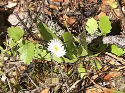 A flowering Lagenophora pumila