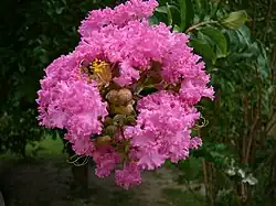 Crepe myrtle