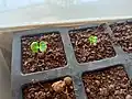 Seedlings with cotyledon