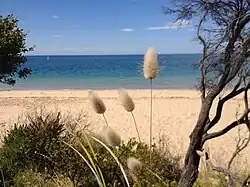Lagurus Ovatus on the walk between Quarantine Station and Gunners Cottage