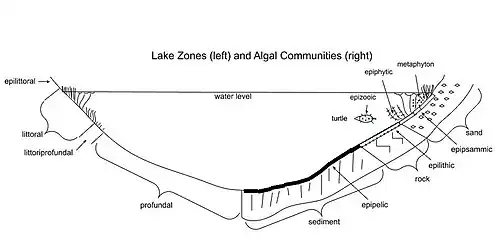 Image 4Cross sectional diagram of limnological lake zones (left) and algal community types (right) (from Lake)