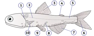 Anatomy of a typical fish (lanternfish shown): 1) gill cover 2) lateral line 3) dorsal fin 4) fat fin 5) caudal peduncle 6) caudal fin 7) anal fin 8) photophores 9) pelvic fins 10) pectoral fins