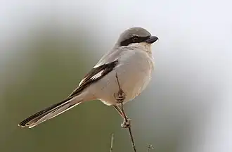 L. e. algeriensis, in Morocco