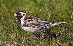 Lapland longspur