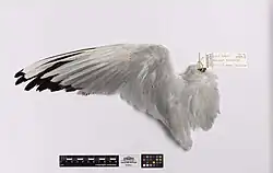 Adult wing specimen with scale measure in cm