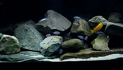 A flock of differently coloured fish in a rocky setting