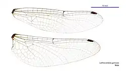 Male wings