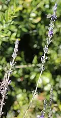 Lavandula peduncle showing flowers fasciculated into whorls or partial whorls around the peduncle
