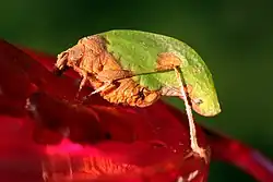 Pycnopalpa bicordata, Trinidad